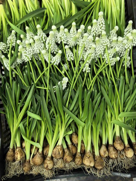 小众鲜花葡萄风信子水培种球10支 商品图10