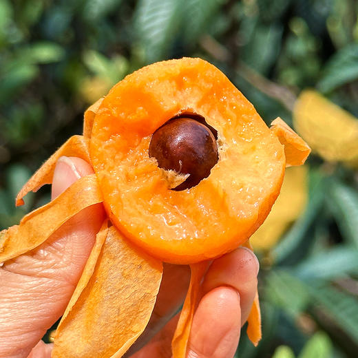 特惠活动『米易黄草五星枇杷』现摘现发，饱满肉厚，凝润柔滑，甜而不腻，果香清冽 商品图1