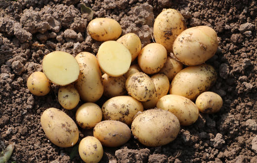 星辉时令蔬菜礼盒 商品图1