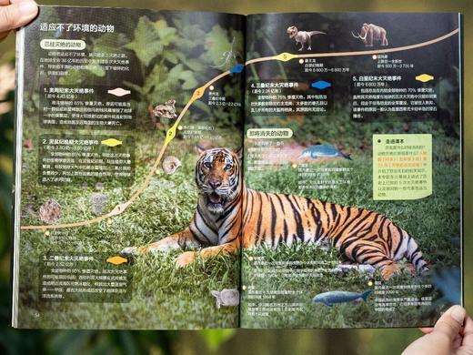 《课本里的图解百科》（全8册），紧扣课本，跨学科联动，1000+知识创意图解，易懂好学，低成本培养孩子全域思维能力。 商品图4