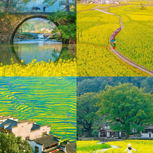 【春赏油菜花】江西婺源国际大酒店踏青旅居￥449起单人2晚/3晚，2人起订，黛瓦粉墙隐入金黄花海，赴一场村落炊烟的春日盛宴！ 商品图1