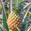 【海南金钻凤梨】 果肉饱满 香甜多汁 每一口都是满满果肉 商品缩略图3