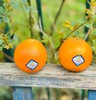 国产血橙|口感酸甜适中，汁水超丰富，直接吃或榨汁都很赞✨👍多吃橙补充维生素C~ 商品缩略图2