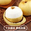 山西女皇蜂蜜贡梨【29元5斤】丨果肉饱满多汁 皮薄肉厚 商品缩略图3
