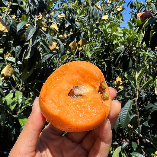 特惠活动『米易黄草五星枇杷』现摘现发，饱满肉厚，凝润柔滑，甜而不腻，果香清冽 商品图3