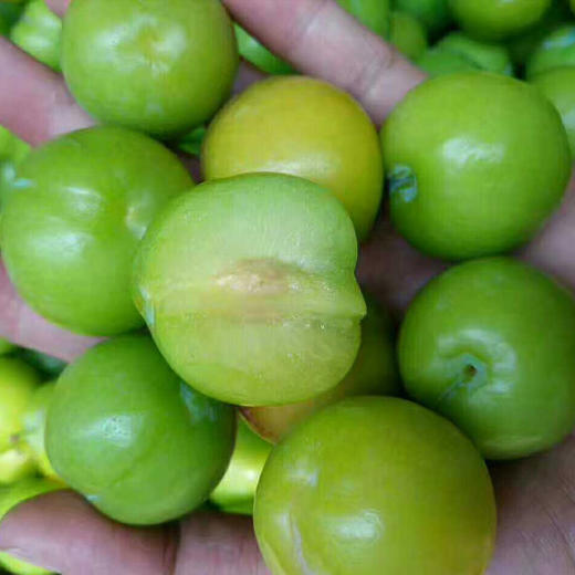 2026新鲜云南三月李子(送甘草辣椒)酸脆口感 商品图0