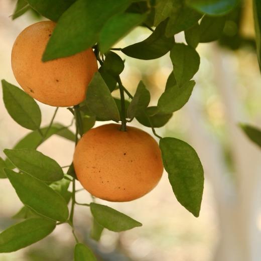 西双版纳无籽茶壤柑【限时折扣】 商品图4