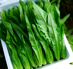 【SF】油麦菜 新鲜采摘 产地直发