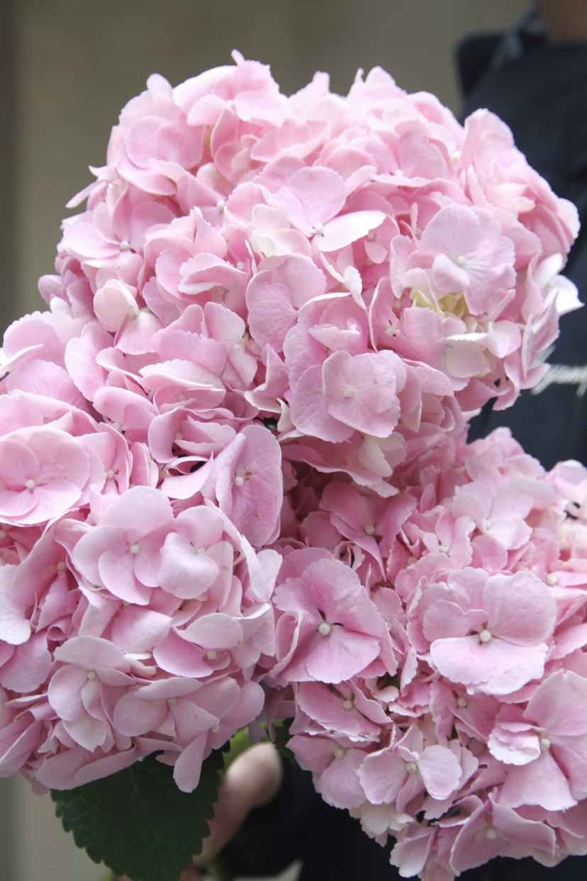 迪瑞特绣球-【初恋】