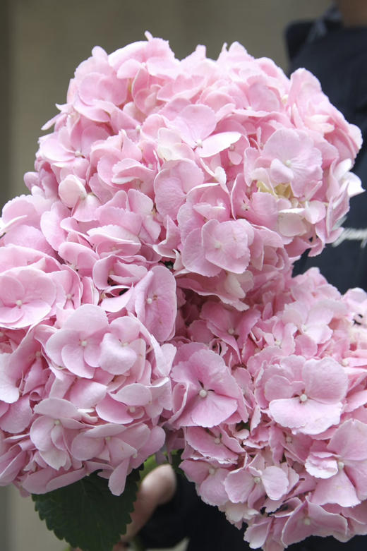 迪瑞特绣球-【初恋】 商品图0