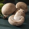 【ZCWJ】  鲜香菇 新鲜香菇肉厚味美个头均匀现摘新鲜蔬菜 商品缩略图2