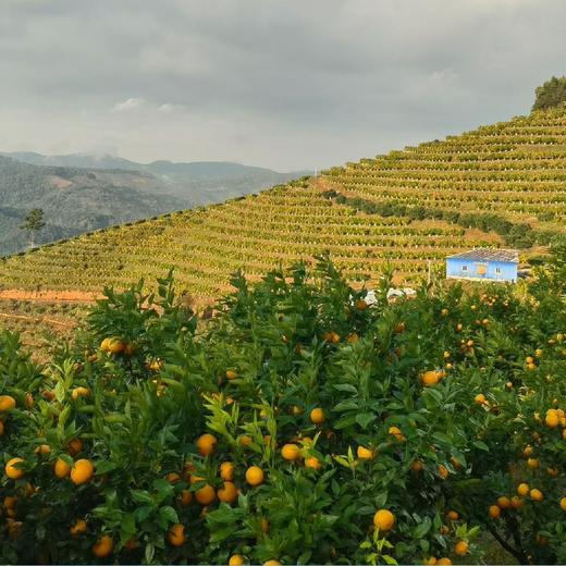 西双版纳无籽茶壤柑【限时折扣】 商品图6