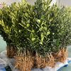 脆蜜金柑树苗丨田园自由，轻松在家实现种植自由，易种植，是树苗，不带果⭐️顺丰/京东随机发 商品缩略图4