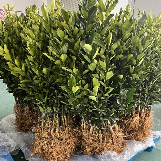 脆蜜金柑树苗丨田园自由，轻松在家实现种植自由，易种植，是树苗，不带果⭐️顺丰/京东随机发 商品图4