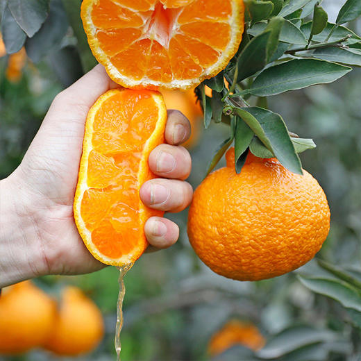 【积分兑换】四川丑橘不知火 3/4.5/8斤装 单果70mm 商品图6