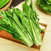 【ZCWJ】  油麦菜 新鲜莜麦菜 火锅食材 商品缩略图0