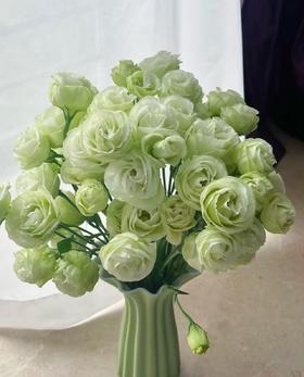 绿色洋桔梗800克