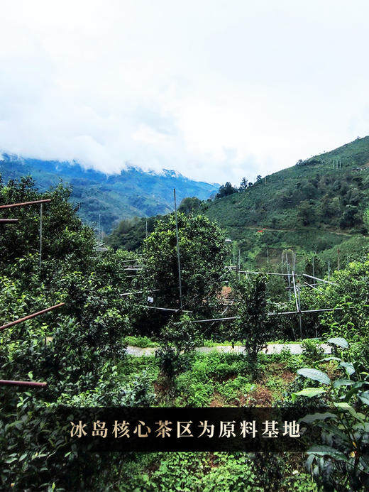 3月7日中午12点【冰岛白毫针】云南白毫银针冰岛古树白茶全芽头临沧核心产区一年仅采一次 商品图2