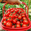 【山城水都水果小番茄】￥39.9元5斤，多种口味的小番茄新鲜上市，满足您的味蕾幻想！韶关浈江区、武江区、乳源县城免费配送，每周六日不定期配送上门（售完即止） 商品缩略图2