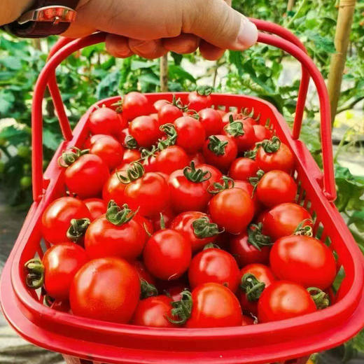 【山城水都水果小番茄】￥39.9元5斤，多种口味的小番茄新鲜上市，满足您的味蕾幻想！韶关浈江区、武江区、乳源县城免费配送，每周六日不定期配送上门（售完即止） 商品图2