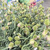 迷你绿头小弯葱 商品缩略图0