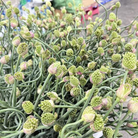 迷你绿头小弯葱