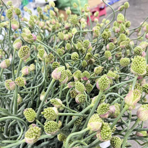 迷你绿头小弯葱 商品图0