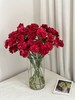 红色多头康乃馨20枝 商品缩略图0