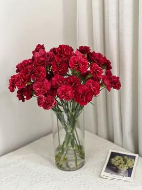 红色多头康乃馨20枝