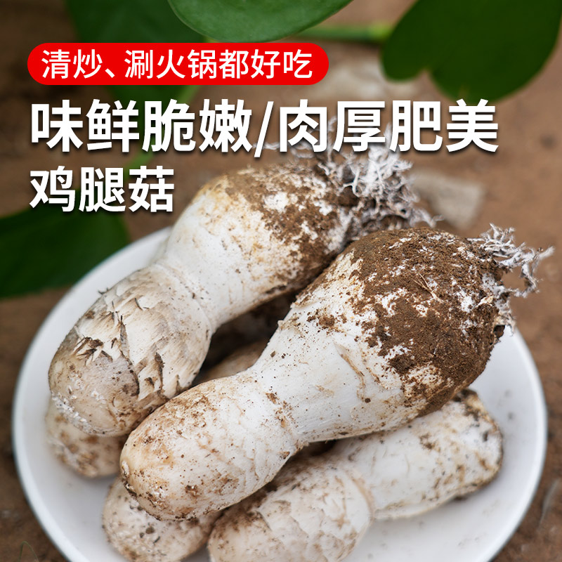农家新鲜鸡腿菇 味鲜脆嫩 菌菇 食用菌类 清炒火锅 新鲜蔬菜 500g
