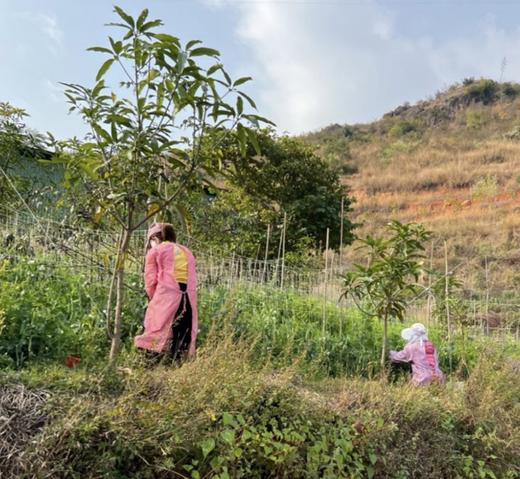 甜脆碗豆3斤 商品图1