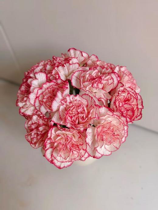 伊人单头康乃馨20枝 商品图0