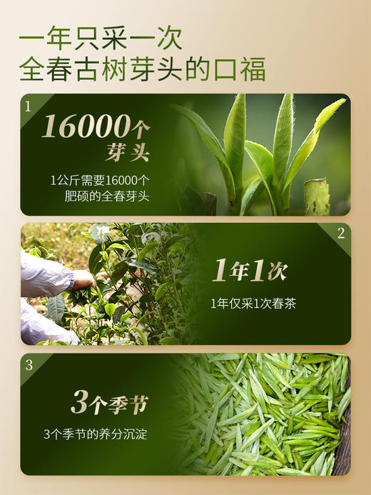 3月7日中午12点【冰岛白毫针】云南白毫银针冰岛古树白茶全芽头临沧核心产区一年仅采一次 商品图5