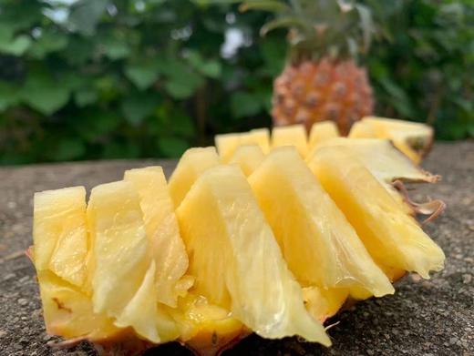 【海南金钻凤梨】甜度高，果肉细腻，果肉更软，产出的凤梨当之无愧的“赤道黄金果”-CC 商品图2