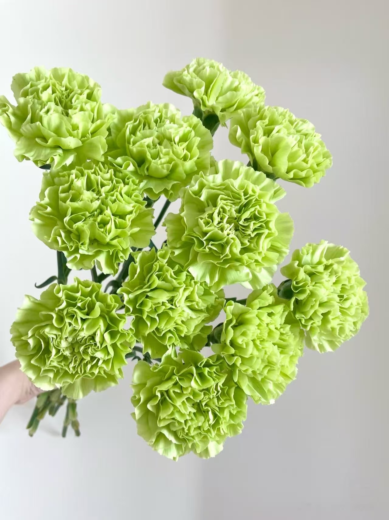 绿色单头康乃馨20枝