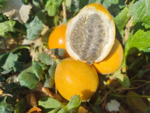 西双版纳*热情果 商品图2