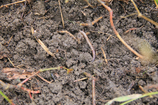 生态春见耙耙柑 产地：四川蒲江 【基地直发】承运：顺丰快递 商品图9