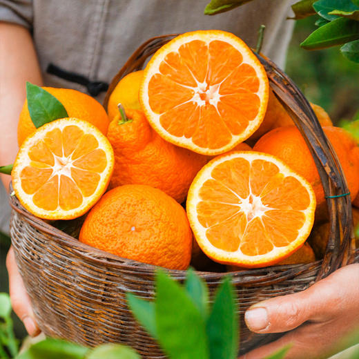 【积分兑换】四川丑橘不知火 3/4.5/8斤装 单果70mm 商品图5