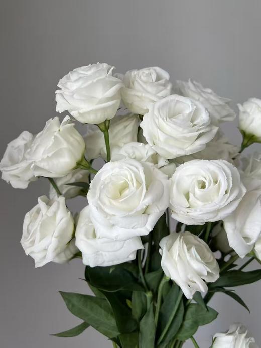 白色洋桔梗800克 商品图0