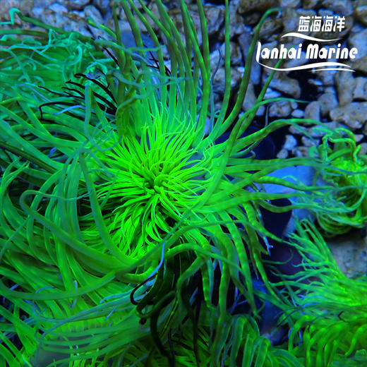 绿须千手佛 商品图1