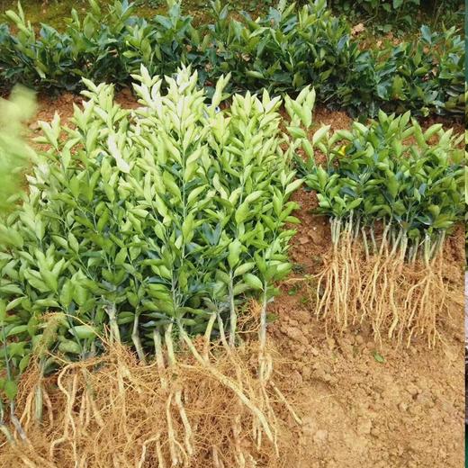 脆蜜金柑树苗丨田园自由，轻松在家实现种植自由，易种植，是树苗，不带果⭐️顺丰/京东随机发 商品图1