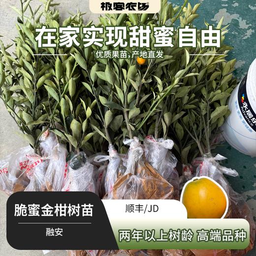 脆蜜金柑树苗丨田园自由，轻松在家实现种植自由，易种植，是树苗，不带果⭐️顺丰/京东随机发 商品图0