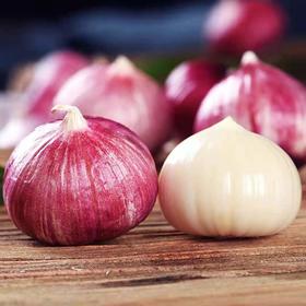 大理紫皮独头蒜|山人优选，新鲜采挖发货，蒜肉鲜嫩