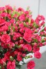桃红色多头康乃馨20枝 商品缩略图0