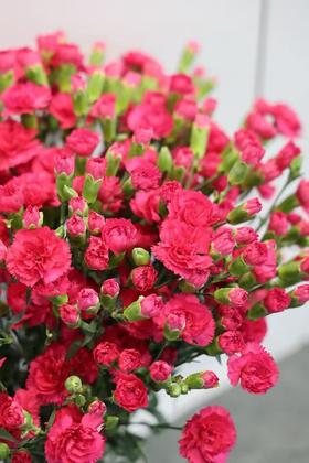 桃红色多头康乃馨20枝