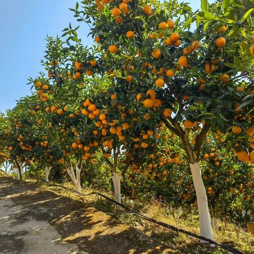 西双版纳无籽茶壤柑【限时折扣】 商品图5