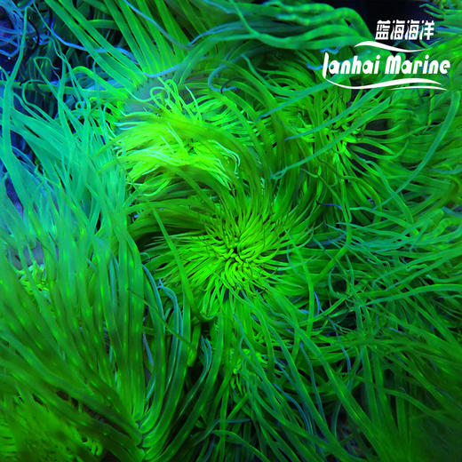 绿须千手佛 商品图3