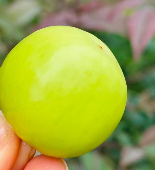 新到小而甜蜜的“晴王枣”，值得每一位喜欢美食的人去品尝~ 商品图2