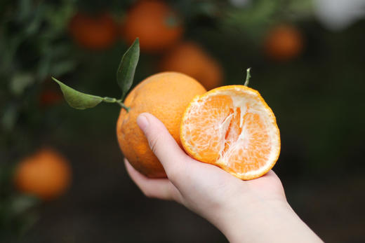 生态春见耙耙柑 产地：四川蒲江 【基地直发】承运：顺丰快递 商品图5