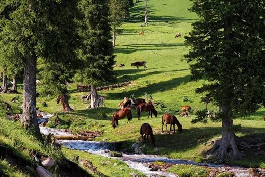 定金锁立减1000！超好评！2026【盛夏伊犁】新疆8日房车亲子营，1家1房车，资深营长带队，VIP通道进景区，赛湖私家游船+住进喀拉峻景区+那拉提与乐队共舞，全程跟拍+航拍大片，不赶路畅享绝美风景！ 商品图11